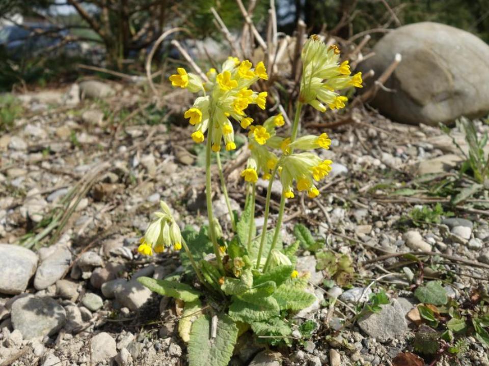 Einweihung Kräutergarten