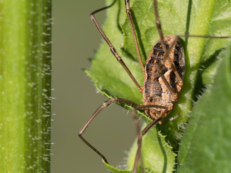 Käfer auf Blatt im Wildblumengarten von Dussnang