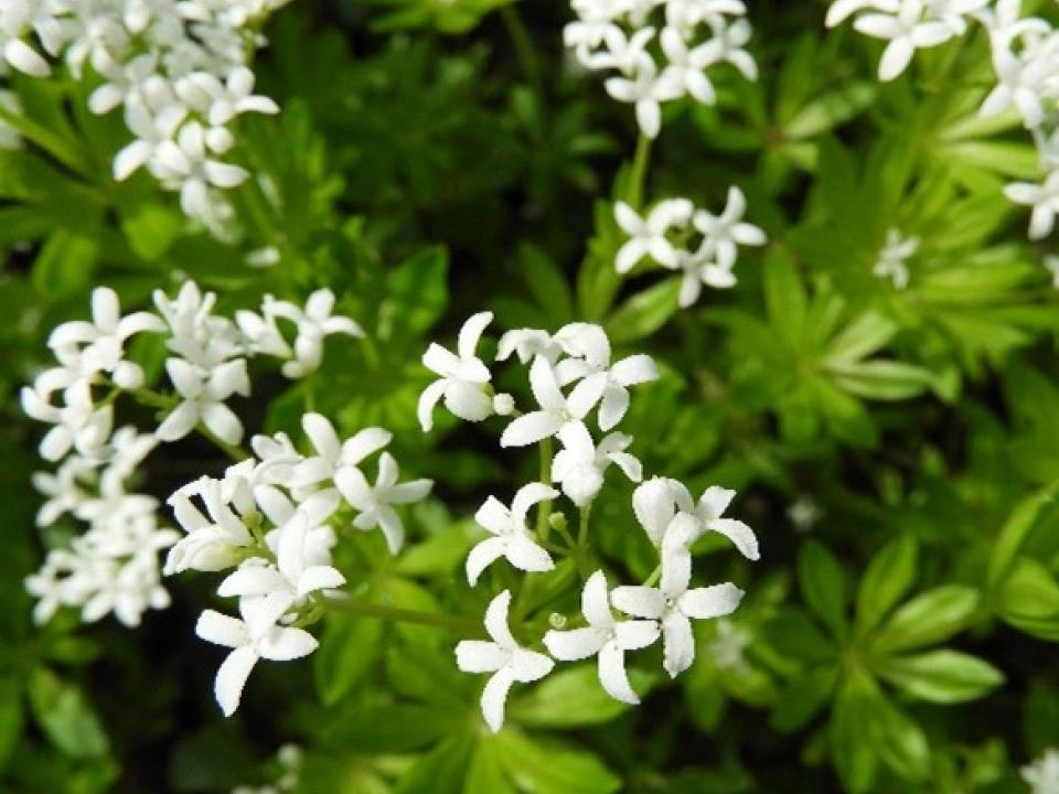 Waldmeister