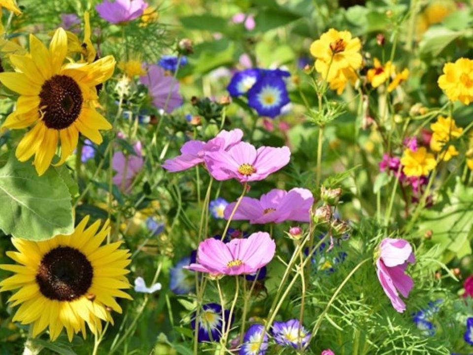 Blumenwiese