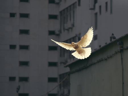 Pfingsten - Halleluja 