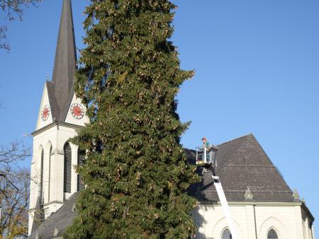 Fällung der grossen Tanne