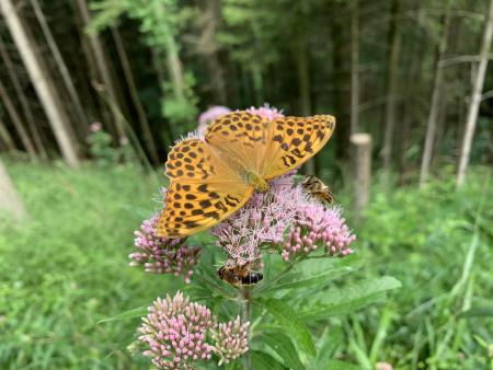 Schöpfungsgottesdienst