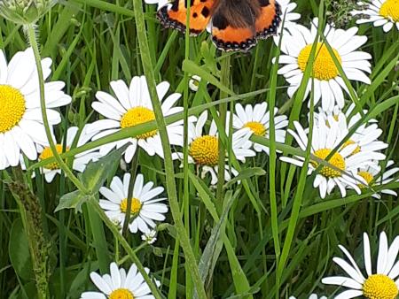 Schmetterling auf Margriten